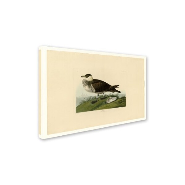 Audubon 'Jagerplate 253' Canvas Art,12x19